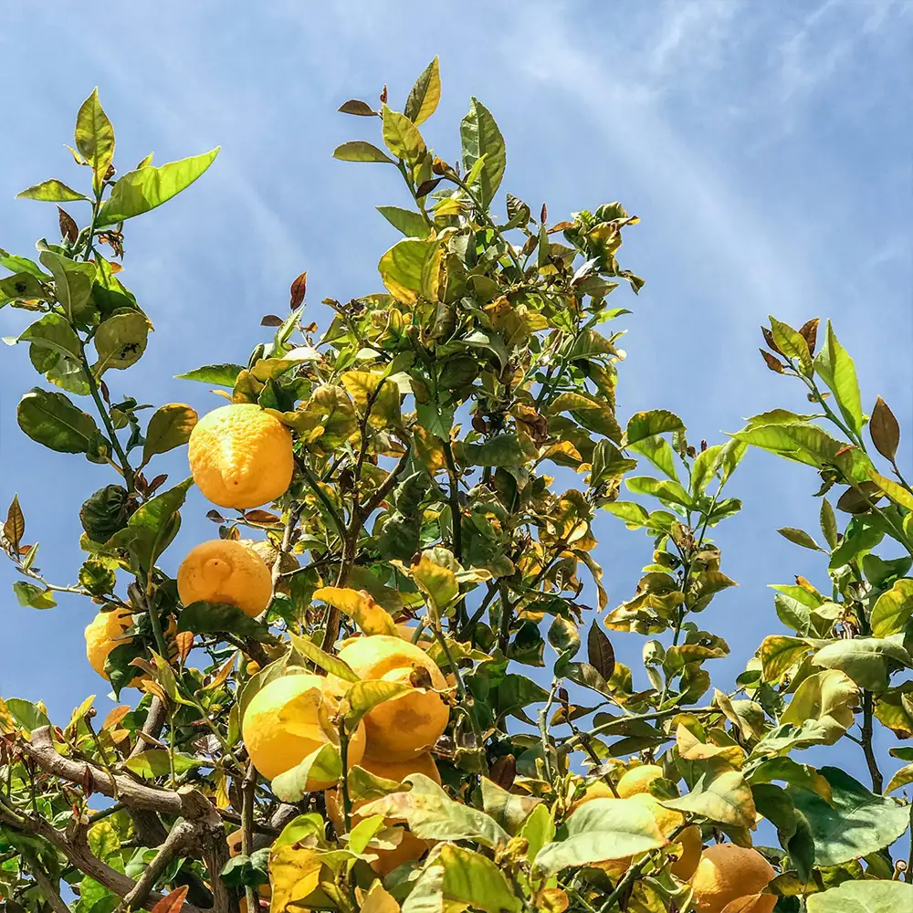 21 diner thema La Dolce Vita