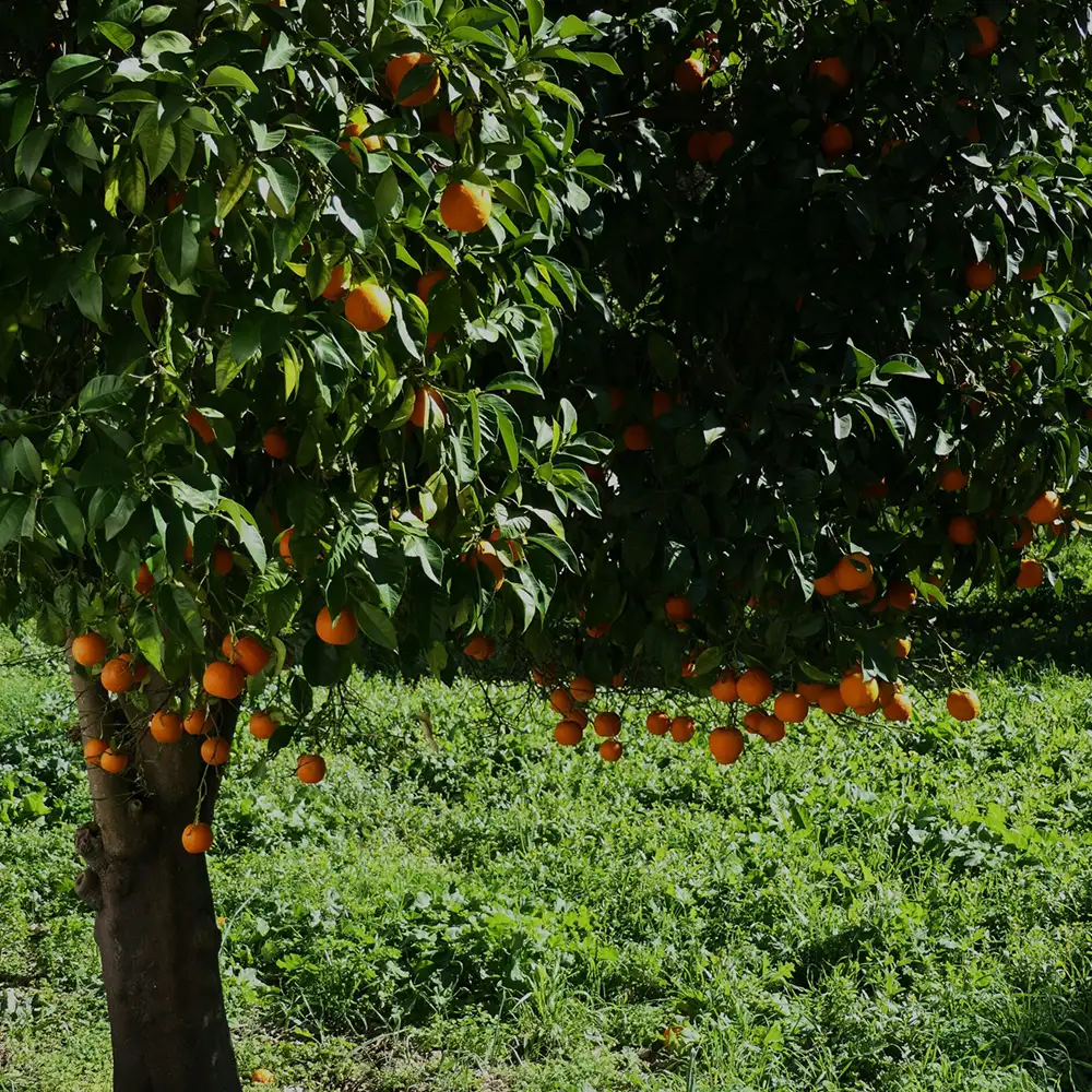 21 diner thema Noche Española