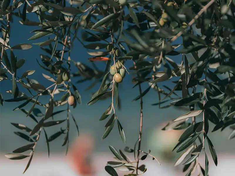 21 diner thema olive green